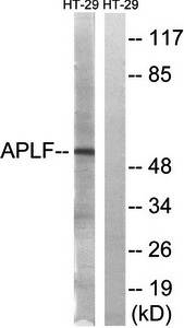 APLF (Ab-116) Antibody