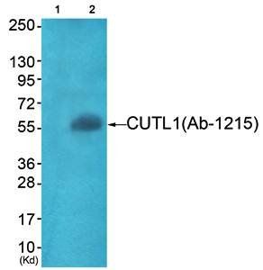 APLF (Ab-116) Antibody