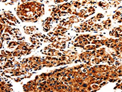 APLP1 Antibody