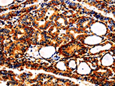 APLP1 Antibody