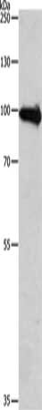 APLP1 Antibody