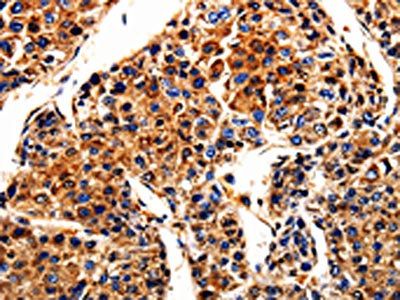 APLP1 Antibody