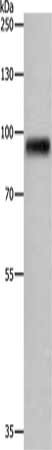 APLP1 Antibody