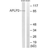 APLP2 Antibody