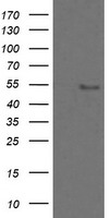 APMAP Antibody