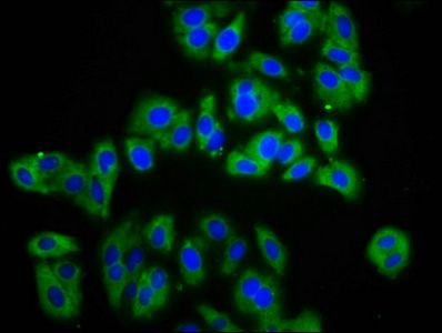 APMAP Antibody