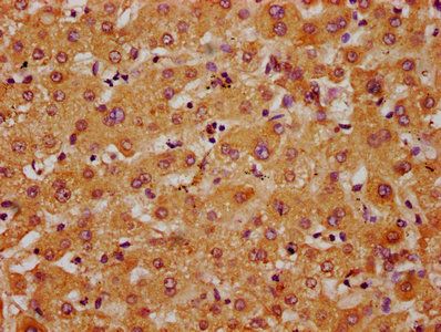 APMAP Antibody