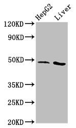 APMAP Antibody