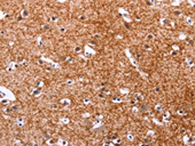 APMAP Antibody