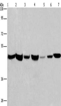 APMAP Antibody