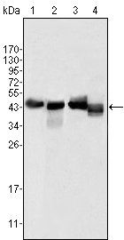 APOA4 Antibody