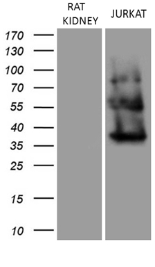 APOB48R Antibody
