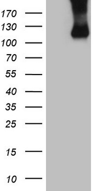 APOBR Antibody