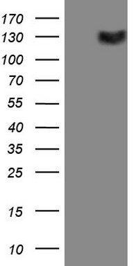 APOB48R Antibody