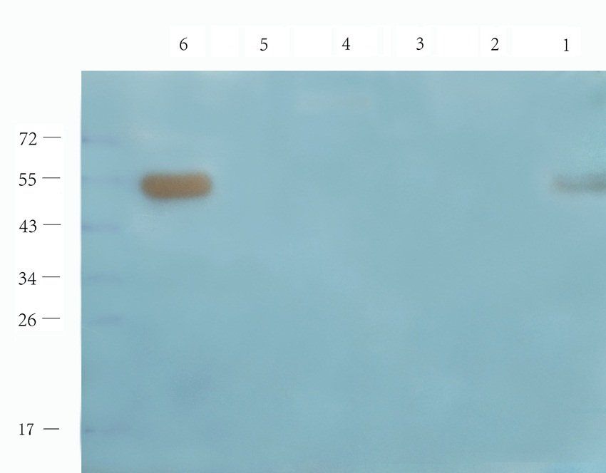 APOBEC3B Rabbit Polyclonal Antibody