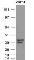 APOBEC4 Antibody