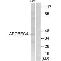 APOBEC4 Antibody