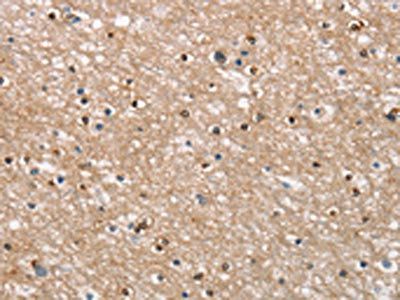APOC4 Antibody