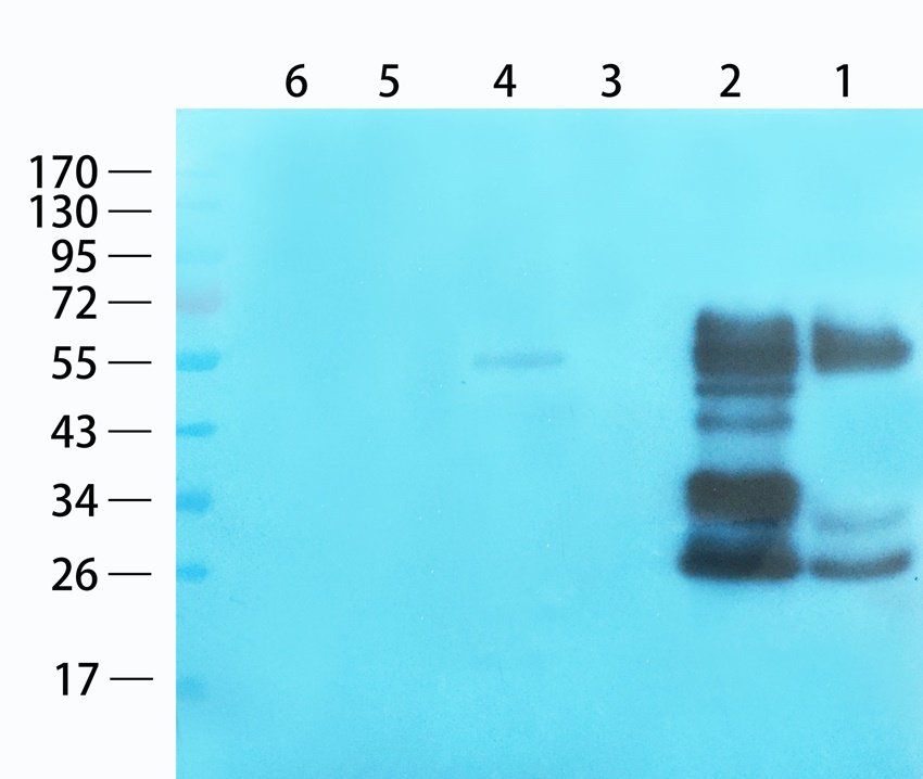 ApoE1 Mouse Monoclonal Antibody