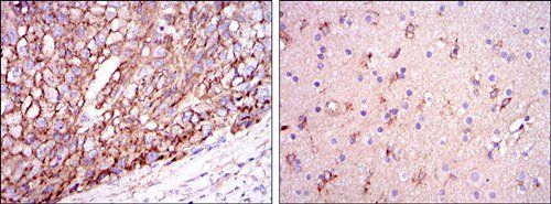 ApoE Antibody