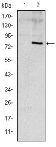 ApoE Antibody