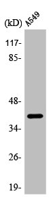 APOL1 Antibody