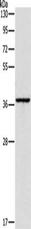 APOL2 Antibody