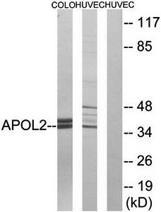 APOL2 Antibody