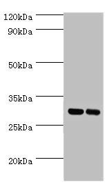 APOA1 Antibody