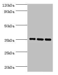 Apoe Antibody