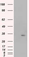 APOM Antibody