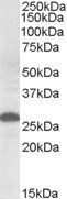 Apolipoprotein M (mouse) Antibody
