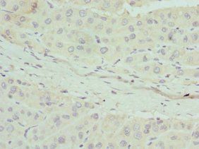 APOM Antibody
