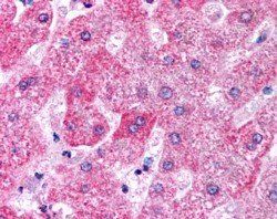 APOM Antibody