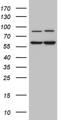 APPBP1 Antibody