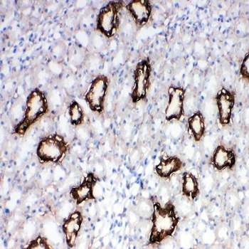 Aquaporin 3/AQP3 Rabbit Polyclonal Antibody