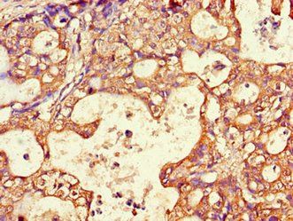 AQP3 Antibody