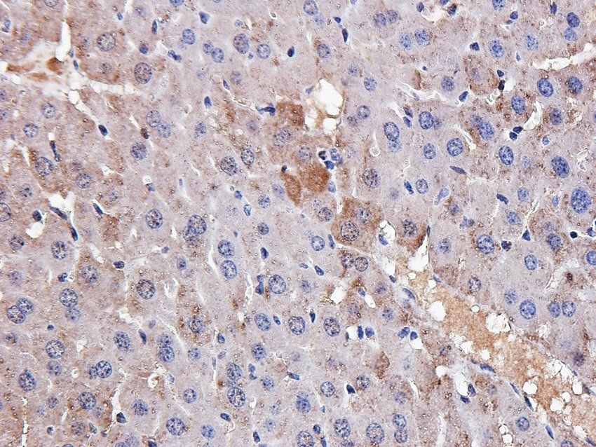 Aquaporin 5 Rabbit Polyclonal Antibody