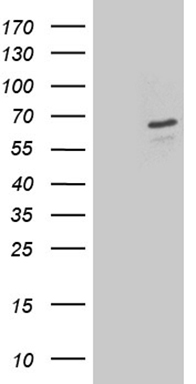 AQP8 Antibody