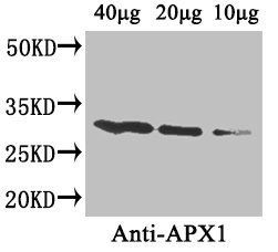 APX1 Antibody