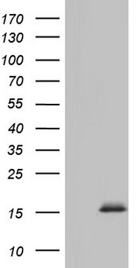 AREB6 Antibody