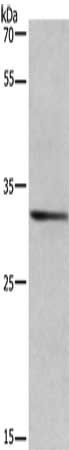 AREG Antibody