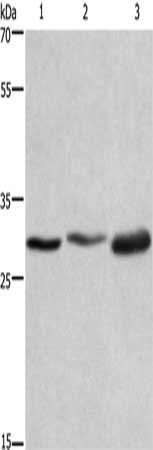AREG Antibody