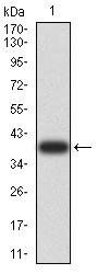ARF1 Antibody