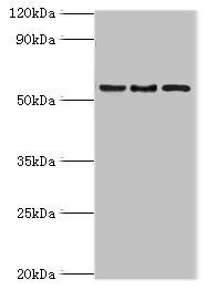 ARFGAP3 Antibody