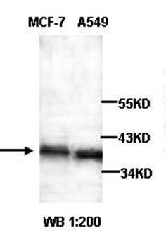 ARFIP2 Rabbit Polyclonal Antibody