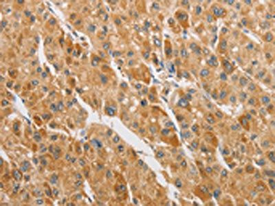 ARHGAP5 Antibody