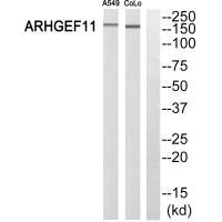 ARHGEF11 Antibody