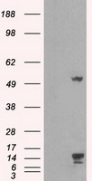 ARHGEF4 Antibody