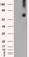 ARHGEF4 Antibody
